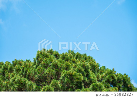 Crown of lush green pine tree with long needles Crown of lush green pine tree with long needles 55982827