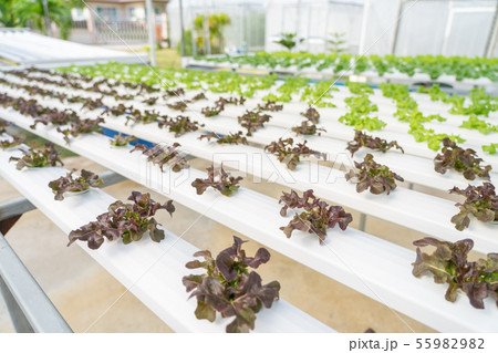 Growing vegetables without using soil or calling 55982982