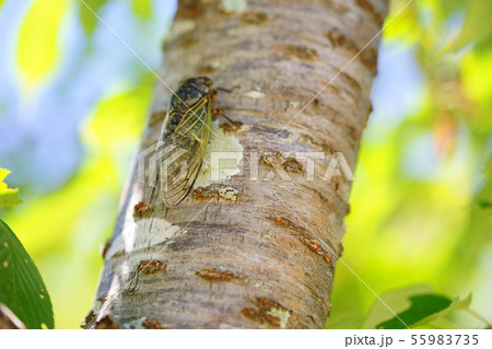 木陰のクマゼミ１２ 55983735