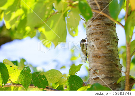 木陰のクマゼミ１ 55983743