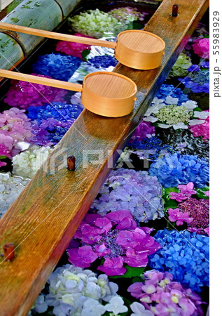 御裳神社の紫陽花 御裳神社の紫陽花 55983929