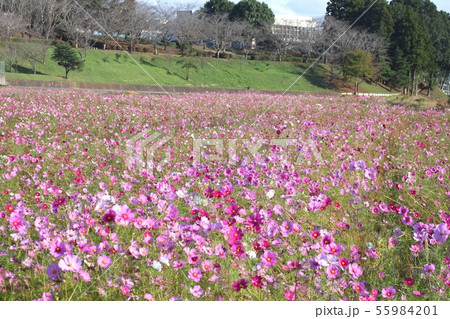 コスモス畑 小美玉市の写真素材