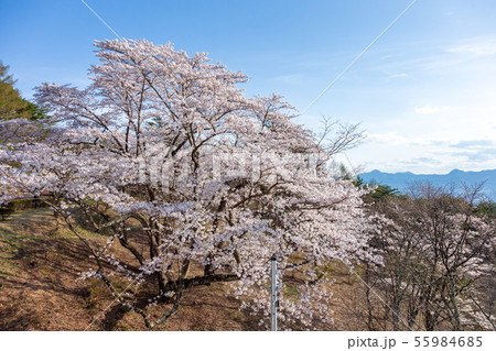 岩山展望台 (4月　晴れ) 55984685