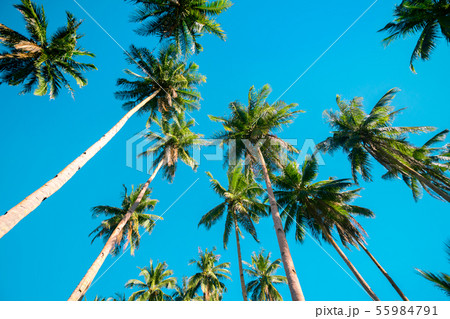 A forest of palm trees A forest of palm trees 55984791