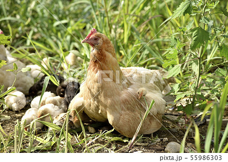 ニワトリの親子 ニワトリの親子 55986303