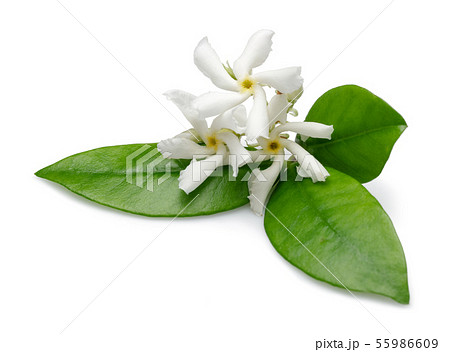 Star jasmine flowers with leaves isolated Star jasmine flowers with leaves isolated 55986609