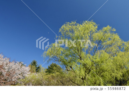 埼玉県入間市彩の森入間公園、抜ける春の青空と柳に月を撮る 埼玉県入間市彩の森入間公園、抜ける春の青空と柳に月を撮る 55986872