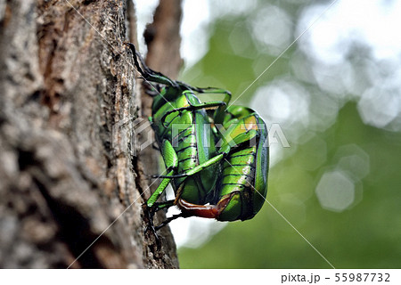 アオカナブンの交尾 55987732