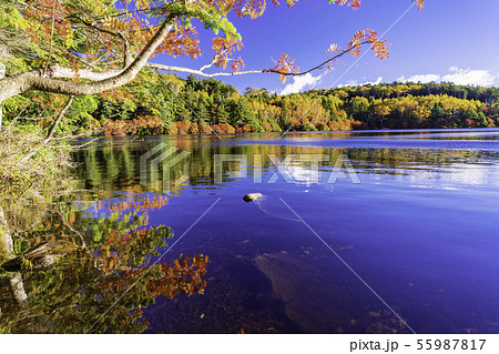 （長野県）白駒の池・湖畔の紅葉 55987817