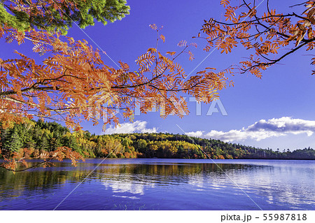 （長野県）白駒の池・湖畔の紅葉 55987818