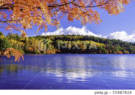（長野県）白駒の池・湖畔の紅葉 55987819
