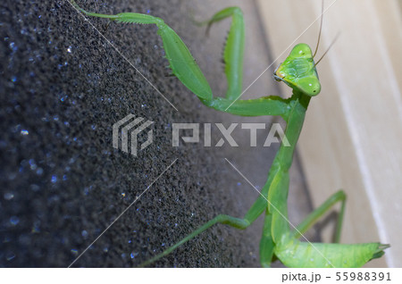 カマキリ（すりガラスを登る） 55988391