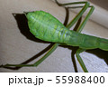 カマキリ（体長5cm 腹部） 55988400