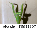 カマキリ（体長5cm 頭部・カマ） 55988607