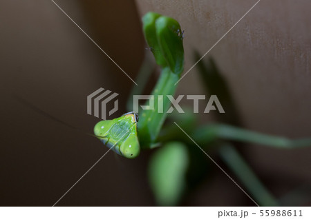 カマキリ（体長5cm 頭部） 55988611