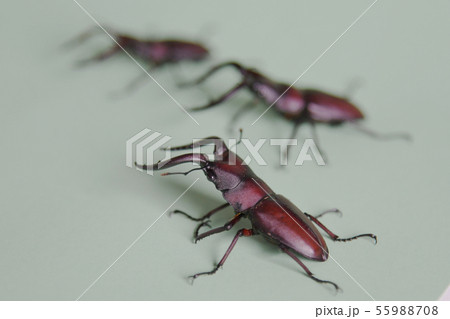 ノコギリクワガタ　グリーンバック　昆虫　虫　生物　夏休み 55988708