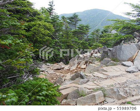 甲武信ヶ岳（晴天の道中） 55989706