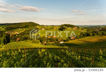 Grape hills and mountains view from wine street in 55990194