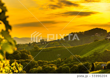 Austrian grape hills view from wine road in 55990204