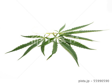 cannabis leaf isolated 55990590
