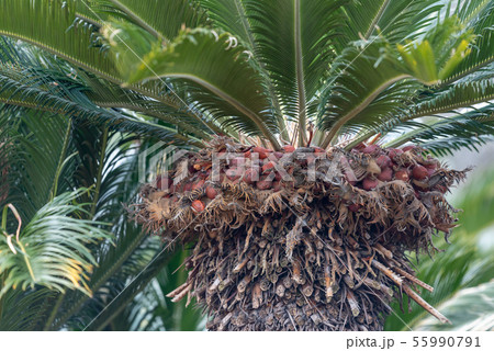 ソテツの実 蘇鉄の実 の写真素材