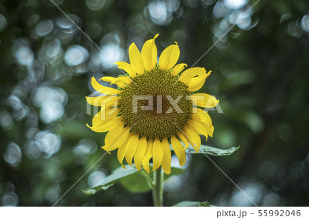 Sunflower in garden, bokeh on background Sunflower in garden, bokeh on background 55992046