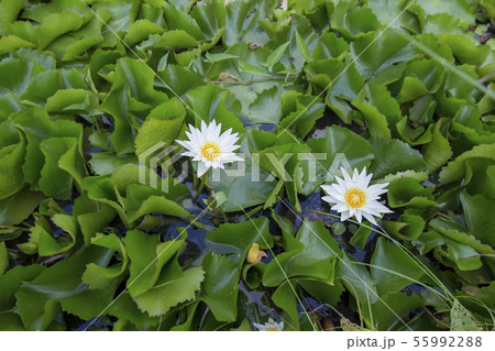 blossom lotus flower in a pond, focus selective 55992288