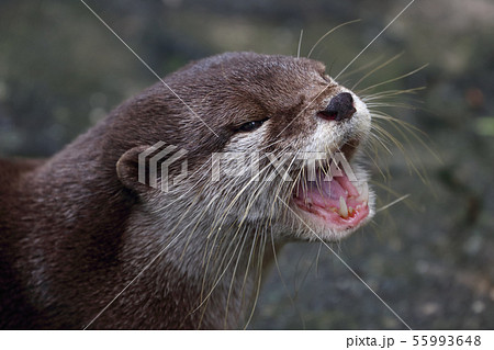 Otter portrait 55993648