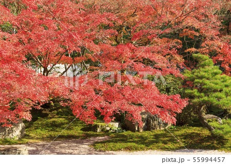 京都・南禅寺・天授庵・秋・紅葉・方丈前庭（東庭） 55994457