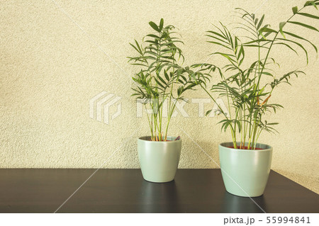Home plants with green leaves in a ceramic pot on wooden table, retro design 55994841