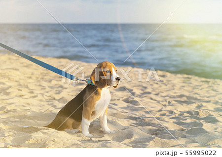 little cute tricolor Beagle puppy, sad look. little cute tricolor Beagle puppy, sad look. 55995022