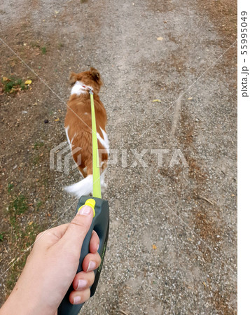Owner walking with dog in the park. Obedient pet on a leash with his owner 55995049