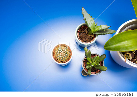 Indoor trending various green house plants ceramic pots on blue background, top view modern design Indoor trending various green house plants ceramic pots on blue background, top view modern design 55995161