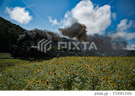 ひまわりとSL銀河 55995200