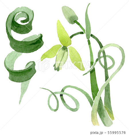 Albuca canadensis floral botanical flowers. Watercolor background set. Isolated albuca illustration Albuca canadensis floral botanical flowers. Watercolor background set. Isolated albuca illustration 55995576