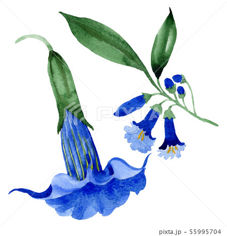 Blue brugmansia floral botanical flowers. Watercolor background set. Isolated brugmansia 55995704