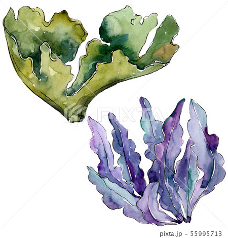 Green and blue aquatic underwater nature coral reef. Watercolor background set. Isolated coral Green and blue aquatic underwater nature coral reef. Watercolor background set. Isolated coral 55995713