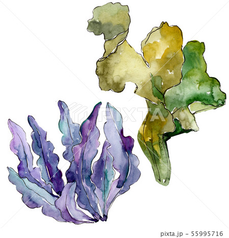 Green and blue aquatic underwater nature coral reef. Watercolor background set. Isolated coral Green and blue aquatic underwater nature coral reef. Watercolor background set. Isolated coral 55995716