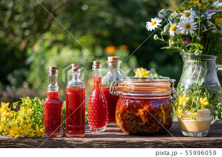 St. John's wort oil and ointment with fresh plant 55996059