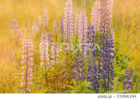 Blooming lupine flowers. A field of lupines. Colorful summer flower background. Blooming lupine flowers. A field of lupines. Colorful summer flower background. 55996194
