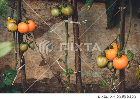 Tomatoes ripen in a greenhouse, home harvest, Harvest in a greenhouse, Homemade vegetables, Tomatoes 55996355