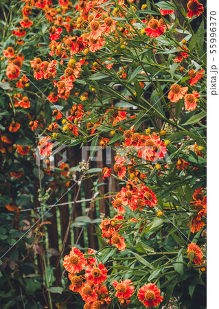 Summer and autumn blooming orange gerbera flowers background, bee on flower collects pollen. Summer and autumn blooming orange gerbera flowers background, bee on flower collects pollen. 55996370