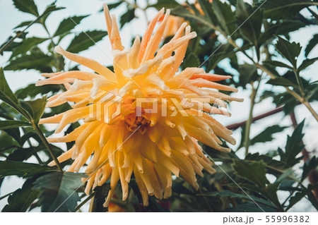 Dahlia is a lovely fragrant big flower in the home garden. Dahlia is a lovely fragrant big flower in the home garden. 55996382