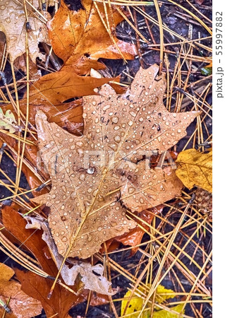 Fallen autumn leaves Fallen autumn leaves 55997882