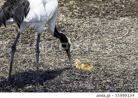 タンチョウの子育て 55999134