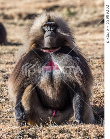 Gelada Baboon - Theropithecus Gelada. Simien Gelada Baboon - Theropithecus Gelada. Simien 55999202