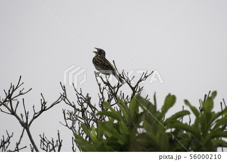 ホオアカ　さえずり　霧ヶ峰 56000210