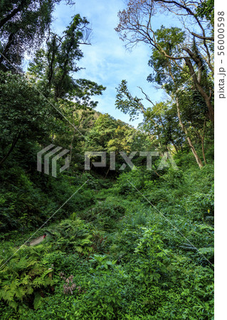 湿原(夏) 湿原(夏) 56000598