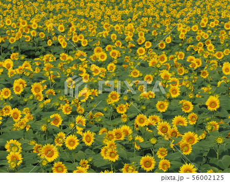 ひまわり ひまわり 56002125