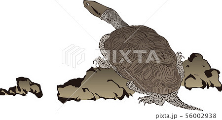 浮世絵　かめ　その2 56002938